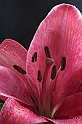 Pink flower - (IMG_2296_1)